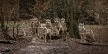Ormai vale pi&ugrave; un lupo che la vita di un bambino