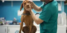 Poste scommette sulla pet economy. Debuttano le polizze per cani e gatti