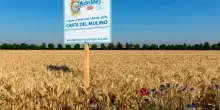 Rispettare la terra e chi la abita. Cos&igrave; Barilla coltiva il cibo del futuro