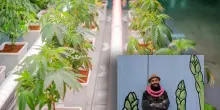 Cibo, l&rsquo;eroe degli antifa di mestiere aveva una piantagione di marijuana