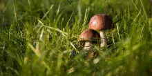 Regolamento funghi 2026, date, permesso e multe