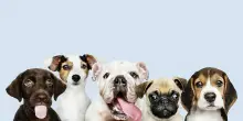 Quanto costa un cane nel 2026? Le spese di mantenimento