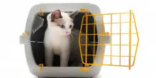 Quanto costa mantenere un gatto? Tutte le spese da considerare