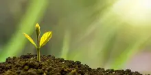 Come investire in terreni agricoli e fare soldi nel 2026