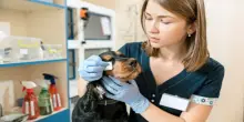 Detrazione spese veterinarie 2026, quando spettano sul cibo?