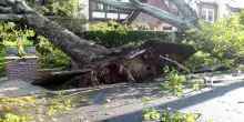 Riceve una multa per aver tagliato gli alberi che ostruivano la vista sul mare da casa sua