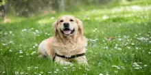 I veterinari sono categorici, queste razze canine non dovrebbero mai vivere con un bambino