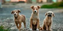 Vietato tenere cani e gatti su terrazze o balconi. Fino a 200.000 euro di multa in questo Paese