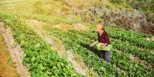 Bonus agricoltura giovani, come ottenere 70.000 euro per l'avviamento