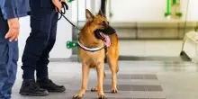 Viaggiare in aereo con il cane cambia dal 3 agosto. La novit&agrave; di ITA Airways per gli animali di taglia grande