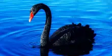Black Swan, quali rischi per i mercati? L'esperto ex JPMorgan risponde a Money.it