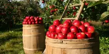 Controlli bonus agricoltura, chi fa le ispezioni e cosa rischiano le aziende agricole