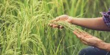 Banca delle Terre Agricole 2026, come acquistare terreni a rate fino a 30 anni con ISMEA