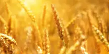 Il grano matura 20 giorni prima e i raccolti calano. Cosa pu&ograve; succedere ai prezzi