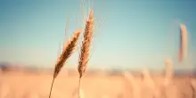 Grano, zucchero e caff&egrave; ai massimi da anni. Il carrello della spesa rischia di ripartire