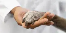 Detrazione spese veterinarie, &egrave; obbligatorio il microchip?