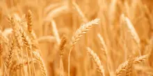 Il grano arretra dai massimi dopo l'apertura diplomatica sul Mar Nero, ma l'export ucraino resta ai minimi
