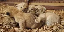 Prime visite mediche per 5 leoncini nati in uno zoo in Norvegia