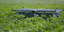 Robot AI per sostituire i diserbanti e i braccianti agricoli