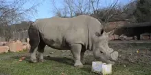 Addio a Benno, il rinoceronte bianco che venne dagli Usa aveva 44 anni