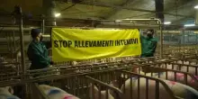 Il video shock di Greenpeace su un allevamento di maiali italiano