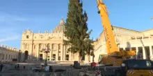 Innalzato in Vaticano il tradizionale albero di Natale