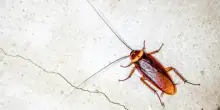 Blatte in casa: come allontanarle con i rimedi naturali