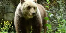 Canada, tragedia a Bella Coola: orso grizzly attacca scolaresca, bilancio drammatico