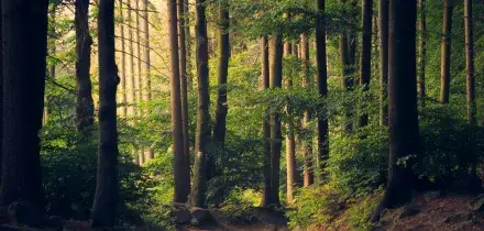 Famiglia nel bosco, a un passo dalla svolta? I coniugi verso il sì a una casa gratis