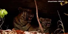 Un cucciolo di tigre porta speranza alle foreste della Thailandia
