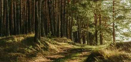 Famiglia nel bosco, la figlia pi&ugrave; piccola ha la bronchite: la tutrice respinge la richiesta della madre, il motivo