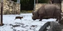 Il piccolo cervo che sfida il rinoceronte allo zoo di Wroclaw