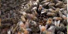Giornata delle api, Greenpeace: insetti impollinatori stanno sparendo