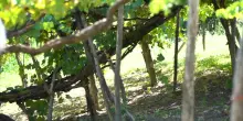 Vini, tradizione e storia ai piedi del Monte Taburno
