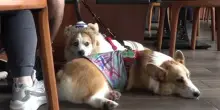 Hong Kong, dopo oltre trent&rsquo;anni cani possono entrare al ristorante