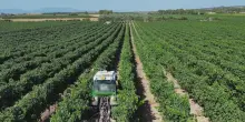 Caldo, 61enne muore mentre lavora nella vigna nel Piacentino