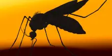 West Nile, Dengue e zanzare tigre: il caldo aumenta la vita dei virus