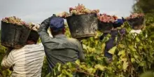 Braccianti sfruttati nel Casertano: 14 ore al giorno per un euro a cassetta
