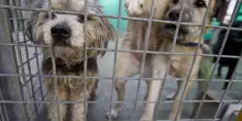 Corea del Sud, spariti migliaia di cani dagli allevamenti: "Forse gi&agrave; mangiati"