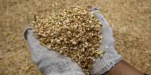 Giornata mondiale dell'alimentazione: 300 variet&agrave; di riso e frumento nella cassaforte artica