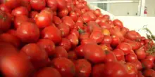 Allarme salmonella, in Puglia stop al consumo di pomodori freschi nelle scuole