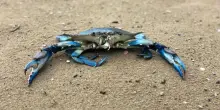 Clima, caldo record: ed il granchio blu arriva in pianura, sale la specie "aliena"