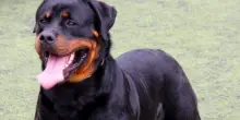 Due bambini azzannati dal rottweiler della nonna: sono in gravi condizioni