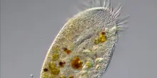 Ameba mangia cervello, bambina di 8 anni muore negli Usa dopo un bagno al lago