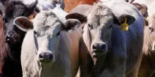 Virus Shamonda, primo morto al mondo in Francia