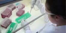 Allarme ciclosporiasi, epidemia per l'insalata contaminata da un virus, primi due morti