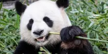 Il Giappone per la prima volta in 50 anni senza panda: scontro con la Cina