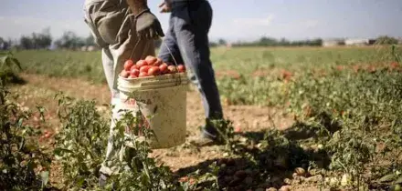 Caporalato e abusi sui braccianti, nuovo rapporto: + 50% casi di sfruttamento