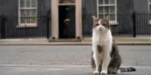 Larry il gatto di Downing Street operato a Londra. Burnham rassicura: "Sta bene"