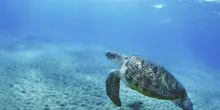 "Italian Turtle Day", otto tartarughe marine gi&agrave; tornate in libert&agrave;